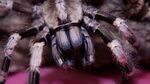 Bengal Spotted Ornamental, Poecilotheria miranda with The De